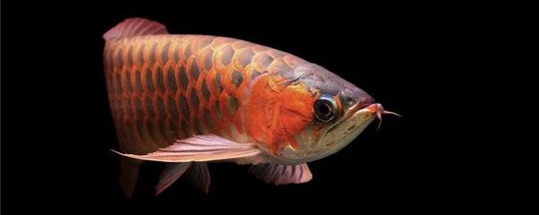 龍魚不愛(ài)吃蝦仁為什么：龍魚不愛(ài)吃蝦仁是什么原因 龍魚百科 第2張