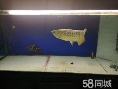 龍魚打虎魚會打到什么時候：龍魚和虎魚之間的爭斗可能會持續(xù)一段時間