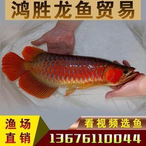 金龍魚活體魚苗市場價