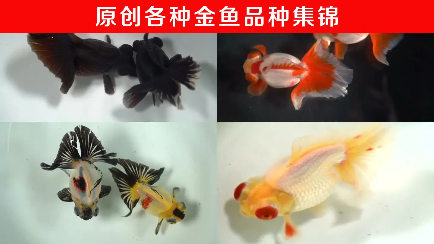 寵物觀賞魚(yú)有哪些常見(jiàn)的品種圖片視頻：寵物觀賞魚(yú)有哪些常見(jiàn)的品種 龍魚(yú)百科 第3張