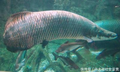 巨骨舌魚和金龍魚哪個貴些：巨骨舌魚和金龍魚哪個貴？ 龍魚百科 第2張