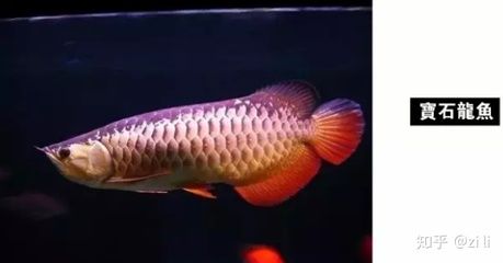 金龍魚有多少種顏色：金龍魚的顏色種類 龍魚百科 第2張