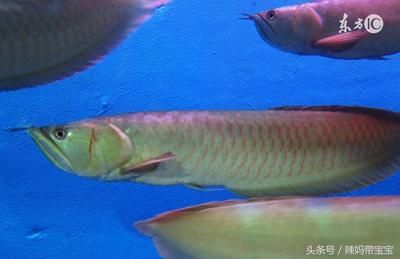 上百萬的金龍魚是什么：上百萬的金龍魚到底是什么？ 龍魚百科