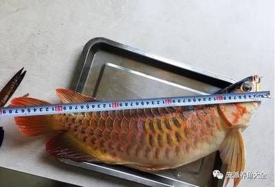 龍魚剛入缸為什么不能喂食物：龍魚剛入缸時不能喂食物，主要是出于以下幾個考慮 龍魚百科