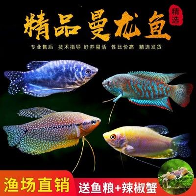 龍魚(yú)繁殖技術(shù)與管理論文：龍魚(yú)的繁殖技術(shù)與管理 龍魚(yú)百科