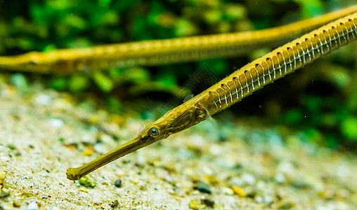 龍魚鼻子撞爛了能恢復(fù)嗎：龍魚鼻子撞爛后的恢復(fù)情況取決于損傷的程度