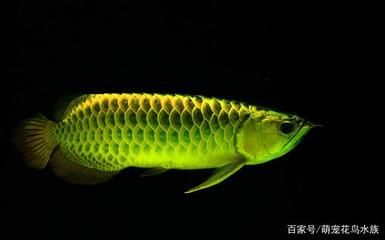 金龍魚(yú)容易掉眼嗎：關(guān)于金龍魚(yú)掉眼問(wèn)題的問(wèn)題 龍魚(yú)百科 第3張