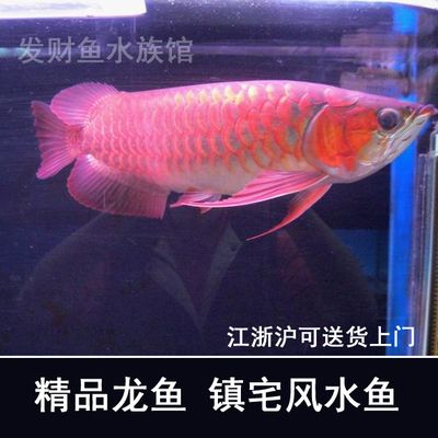 觀賞魚紅龍魚能吃嗎：紅龍魚可以食用嗎，紅龍魚能吃嗎