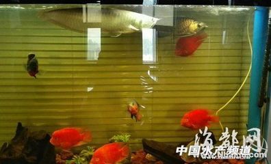 紅龍魚背上有黑點是什么：紅龍魚背上的黑點可能由多種因素引起 龍魚百科 第2張