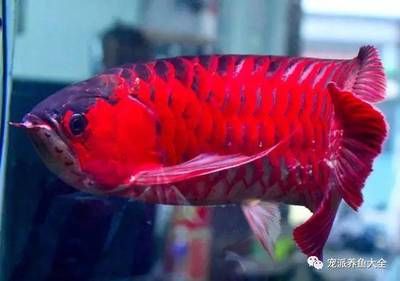 紅龍魚飼料能喂羅漢魚嗎有毒嗎：紅龍魚飼料能否喂羅漢魚，是否有毒 龍魚百科 第3張