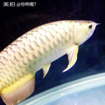 金龍魚短身好還是長(zhǎng)身好：金龍魚的短身與長(zhǎng)身哪個(gè)更好