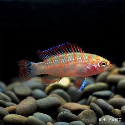 火焰變色龍魚能長多大：火焰變色龍魚在家庭水族箱中通常能夠觀察到的尺寸