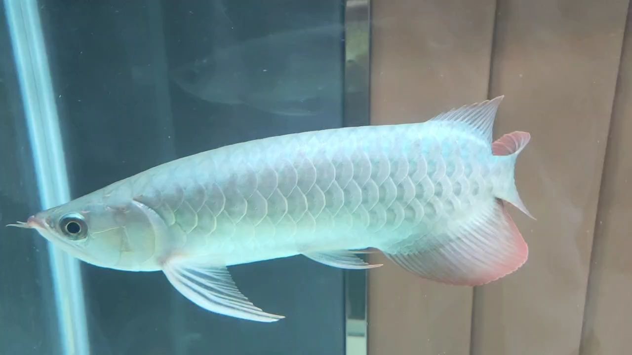 愛(ài)趴缸的龍魚(yú)大家看看有什么毛病嗎：愛(ài)趴缸的龍魚(yú) 觀賞魚(yú)論壇