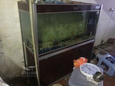 金龍魚魚缸：養(yǎng)金龍魚需要注意什么？