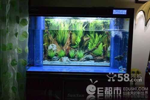 龍魚喂食后多久可以開造浪泵：龍魚喂食后多久可以開造浪泵呢？