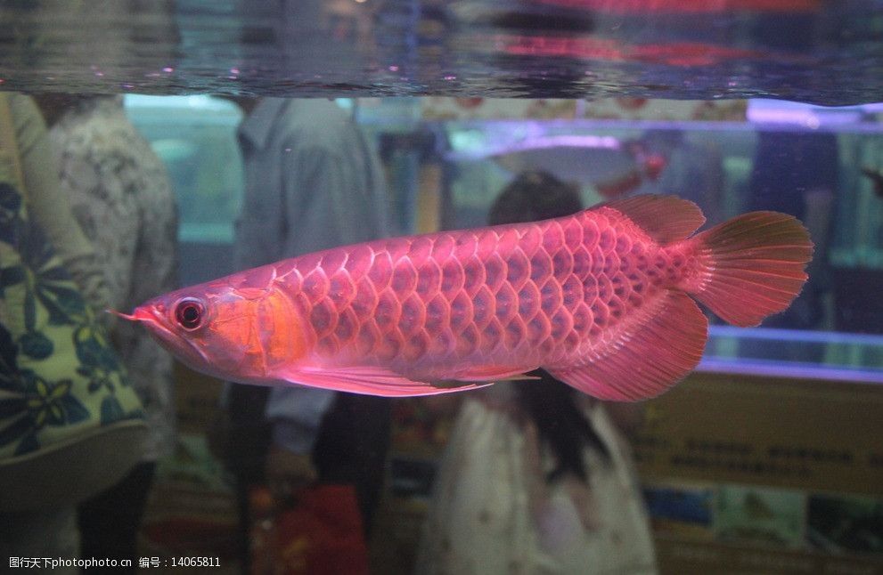 大湖紅龍魚對比印尼紅龍魚哪個貴：大湖紅龍魚和印尼紅龍魚哪個更貴大湖紅龍魚對比印尼紅龍魚哪個貴