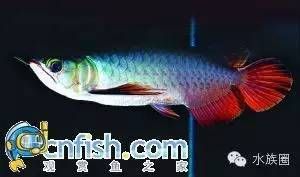 龍魚頭部：如何判斷龍魚的頭部形狀 龍魚百科 第3張