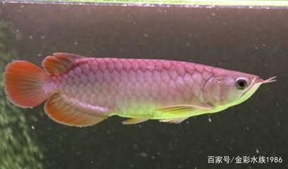 紅龍魚背上鱗片生黑點是什么病癥：紅龍魚背上的黑點是什么原因引起的？ 龍魚百科