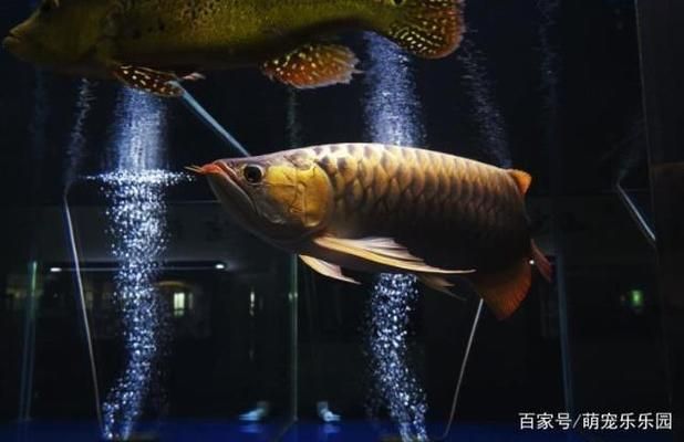 龍魚有時(shí)候在缸底不動正常嗎為什么：龍魚在缸底不動正常嗎