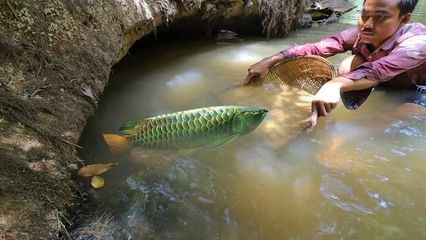 金龍魚那里有野生的嗎：關(guān)于金龍魚的野生種群分布