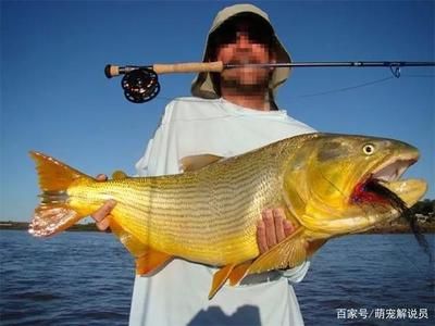 黃金河虎魚能和龍魚混養(yǎng)嗎？：黃金河虎魚和龍魚在一定條件下可以混養(yǎng)嗎黃金河虎魚能和龍魚混養(yǎng)嗎 龍魚百科 第3張