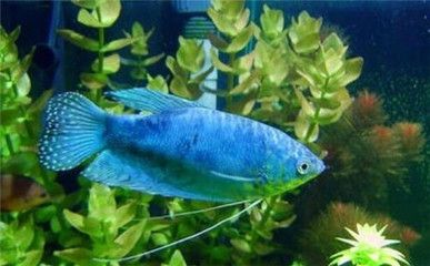 龍魚(yú)眼球變白什么原因：龍魚(yú)眼球變白是什么原因 龍魚(yú)百科 第2張