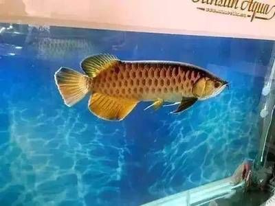 龍魚吃小金魚上色嗎？：龍魚吃小金魚會上色嗎龍魚吃小金魚上色嗎 龍魚百科 第3張