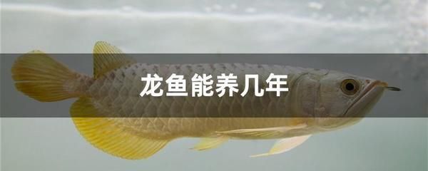 治療龍魚腸炎最好的藥是什么藥：養(yǎng)殖龍魚是否會(huì)感到孤單？ 龍魚百科 第1張