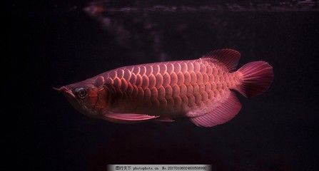 彩色金龍魚：彩色金龍魚是一種什么樣的魚？