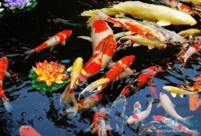 屬龍養(yǎng)什么魚(yú)旺財(cái)：屬龍人在選擇養(yǎng)魚(yú)來(lái)旺財(cái)時(shí)，可以考慮以下幾個(gè)方面 龍魚(yú)百科 第2張