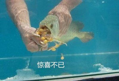 金龍魚水溫33度最佳：金龍魚最適宜的水溫并不是33度而是24到29度之間 龍魚百科 第3張