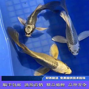 蝴蝶鯉和金龍魚混養(yǎng)嗎：蝴蝶鯉和金龍魚可以混養(yǎng)嗎 龍魚百科 第3張