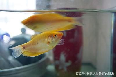 龍魚年齡 龍魚百科 第3張