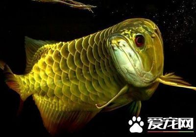 龍魚(yú)一直張著嘴合不上：龍魚(yú)嘴合不上怎么辦