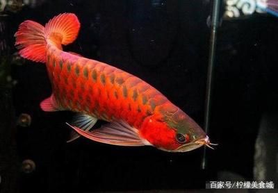 世界上最貴的龍魚：世界上最昂貴的龍魚品種——血紅龍魚