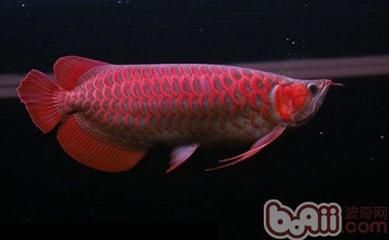 紅龍魚體型前寬后窄什么原因：紅龍魚體型前寬后窄是什么原因？