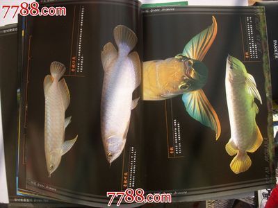 龍魚(yú)專刊書(shū)籍：有關(guān)龍魚(yú)?？瘯?shū)籍的一些信息