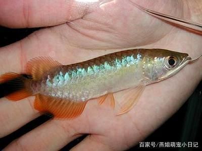 龍魚怎么不吃小魚了：龍魚不吃小魚怎么辦 龍魚百科 第1張