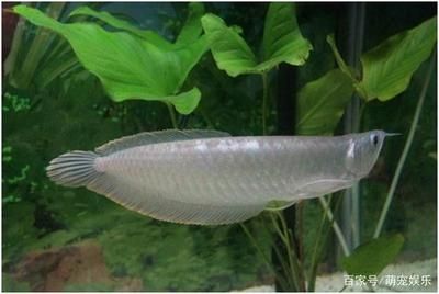 養(yǎng)一條銀龍魚有啥寓意和象征意義：養(yǎng)一條銀龍魚有啥寓意和象征意義銀龍魚有啥寓意和象征意義