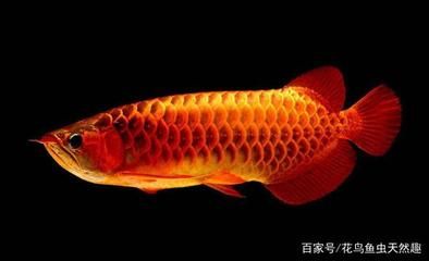 養(yǎng)龍魚養(yǎng)水養(yǎng)幾天就死了正常嗎：養(yǎng)龍魚養(yǎng)水一段時間后魚就死了，養(yǎng)水養(yǎng)幾天就死了正常嗎 龍魚百科 第3張