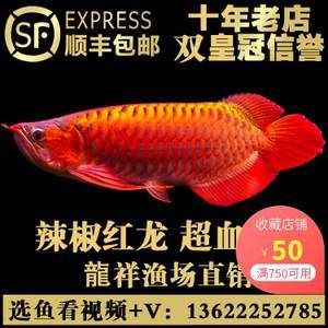 批發(fā)紅龍魚：批發(fā)紅龍魚時應(yīng)考慮價格、供應(yīng)商信譽和運輸方式等因素 龍魚百科 第3張