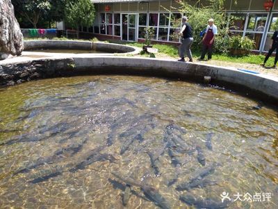 大理白族自治州龍魚專賣店：大理市灣橋宇光鱒龍魚漁村 龍魚百科 第2張