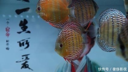 北京買龍魚的地方有哪些店：北京哪里可以購買龍魚？