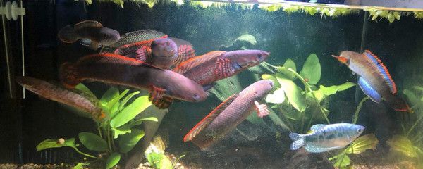 小型雷龍魚(yú)哪個(gè)最漂亮又便宜：七彩雷龍魚(yú)、巧克力雷龍魚(yú)、奶茶雷龍魚(yú)哪個(gè)最漂亮又便宜 龍魚(yú)百科 第1張