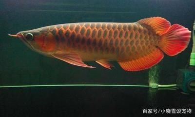 養(yǎng)紅龍魚一般正常的喂食時間是多少呢：養(yǎng)紅龍魚一般喂食時間 龍魚百科 第3張