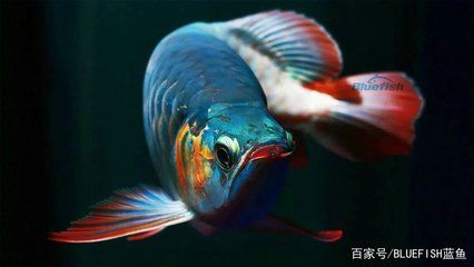 黑帶龍魚成體：關于黑帶龍魚成體特征的詳細介紹 龍魚百科 第2張