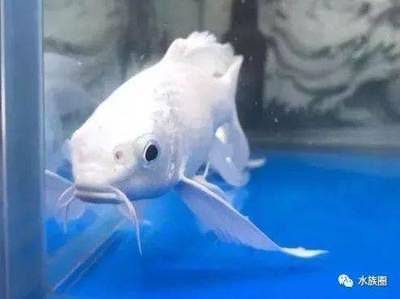 蝴蝶鯉可以吃龍魚飼料嗎怎么喂：蝴蝶鯉的飼料選擇和喂食方法