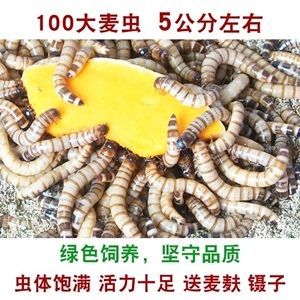 龍魚喂黃粉蟲(chóng)的害處有哪些：龍魚喂黃粉蟲(chóng)的害處 龍魚百科 第2張