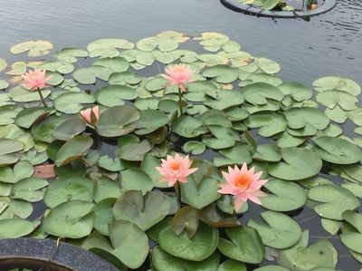 雷龍魚常見病癥：雷龍魚常見病癥及其治療方法 龍魚百科 第3張