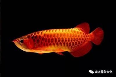 十大名貴龍魚(yú)有哪些：十大名貴龍魚(yú)